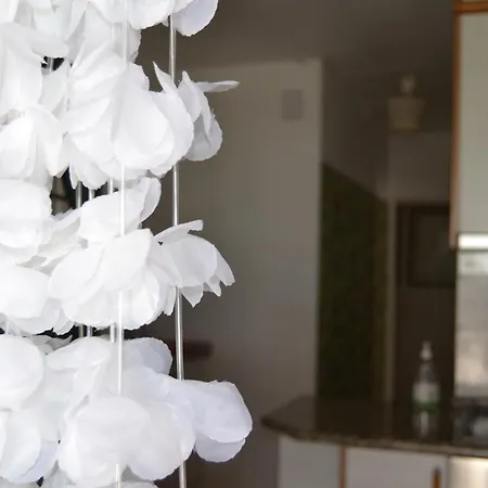 Petunia - Віавіа